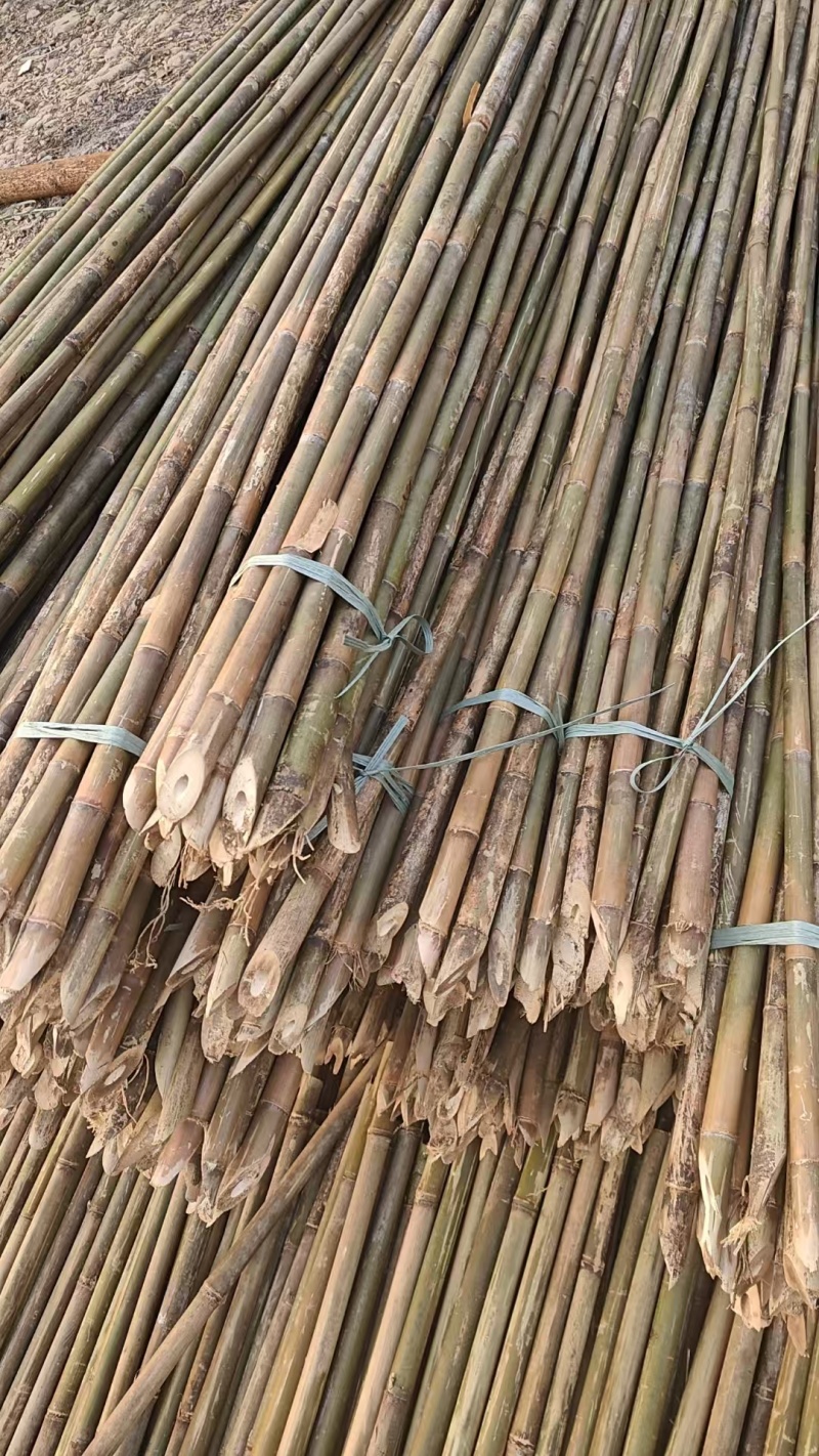 大叶苦竹大量上市产地直发价格优惠欢迎来电洽谈合作