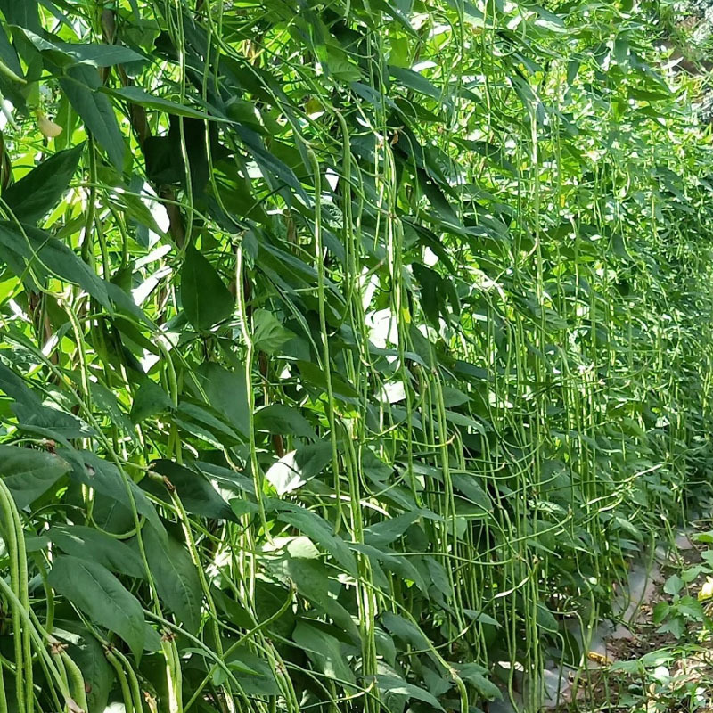 豇豆种子惠景翠绿608荚条顺直不易老化双荚率高基地种