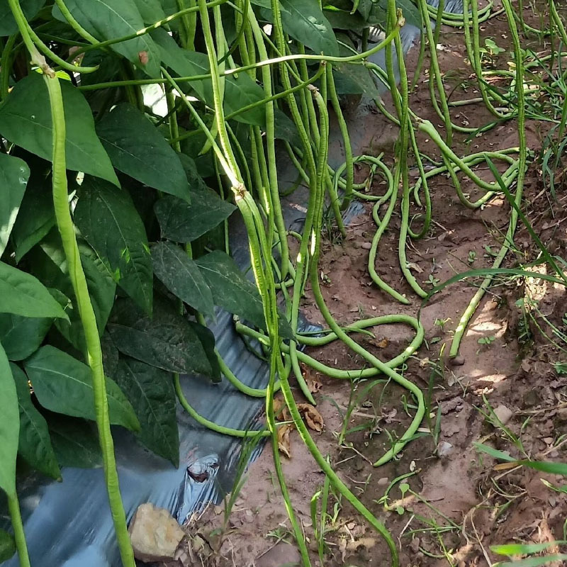豇豆种子惠景翠绿608荚条顺直不易老化双荚率高基地种
