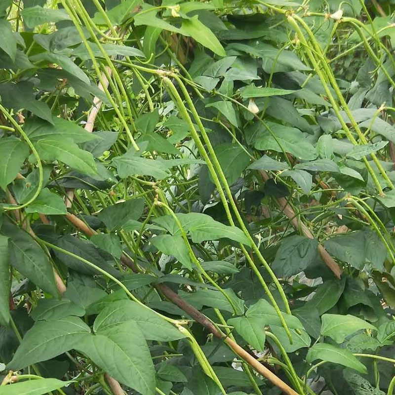 豇豆种子惠景翠绿608荚条顺直不易老化双荚率高基地种