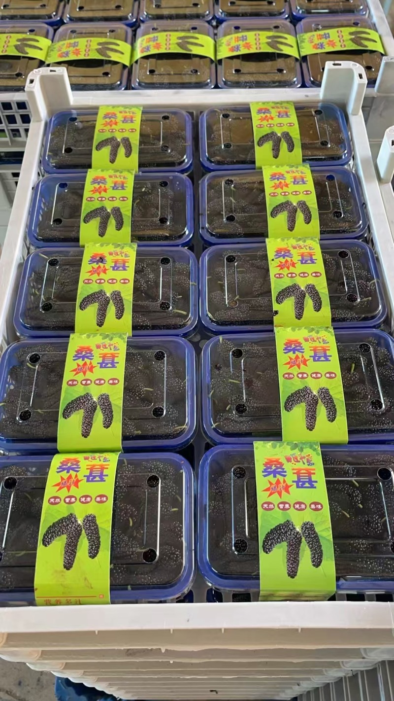 新鲜桑葚大量上市现摘现摘现发欢迎电话联系