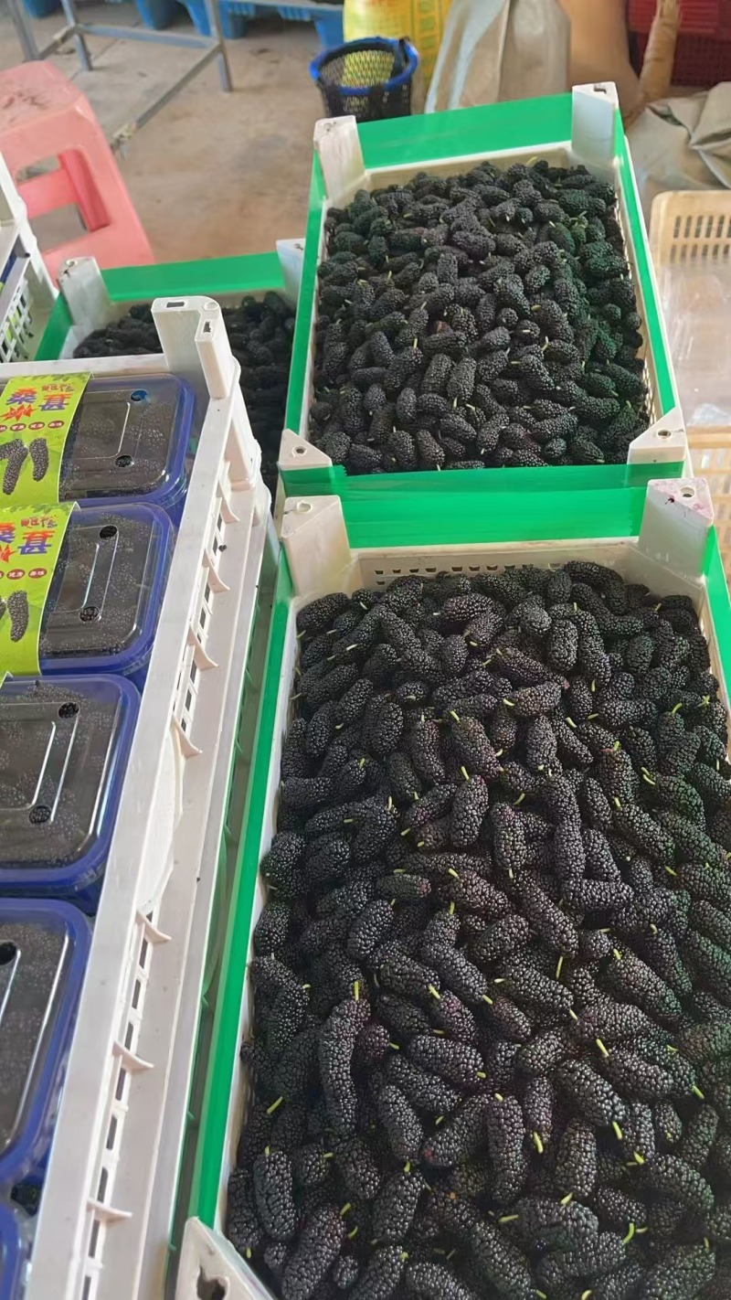 新鲜桑葚大量上市现摘现摘现发欢迎电话联系