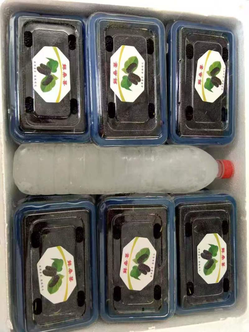 新鲜桑葚大量上市现摘现摘现发欢迎电话联系