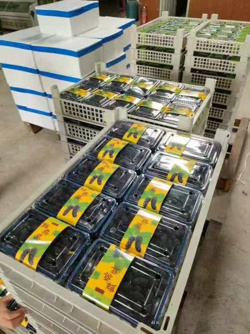 新鲜桑葚大量上市现摘现摘现发欢迎电话联系