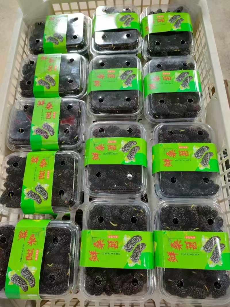 新鲜桑葚大量上市现摘现摘现发欢迎电话联系