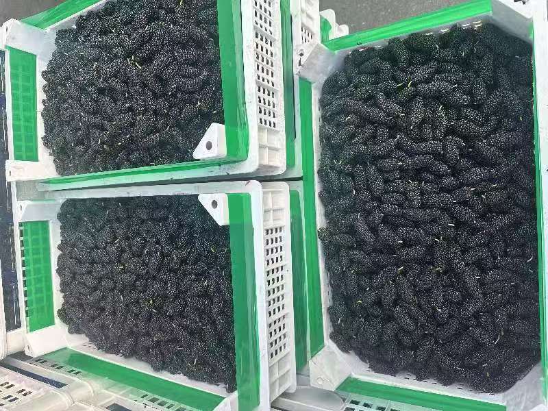 新鲜桑葚大量上市现摘现摘现发欢迎电话联系
