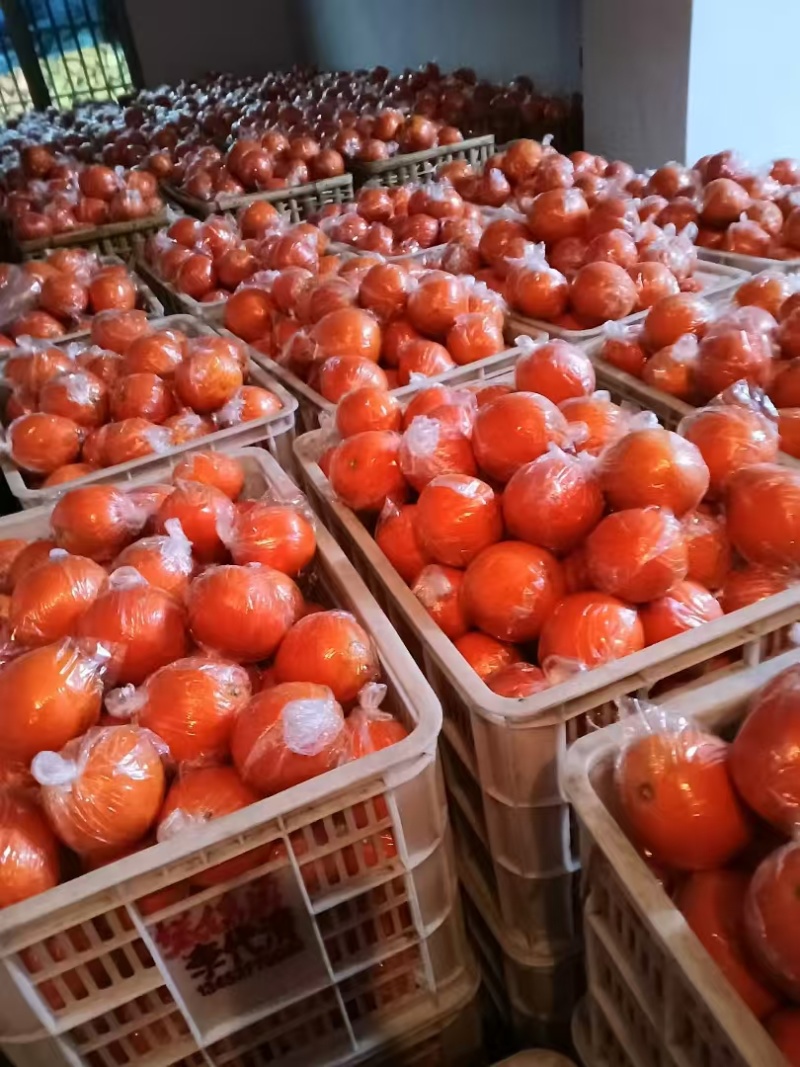 【纽荷尔脐橙】大量上市湘西基地直发质量保证量大优惠