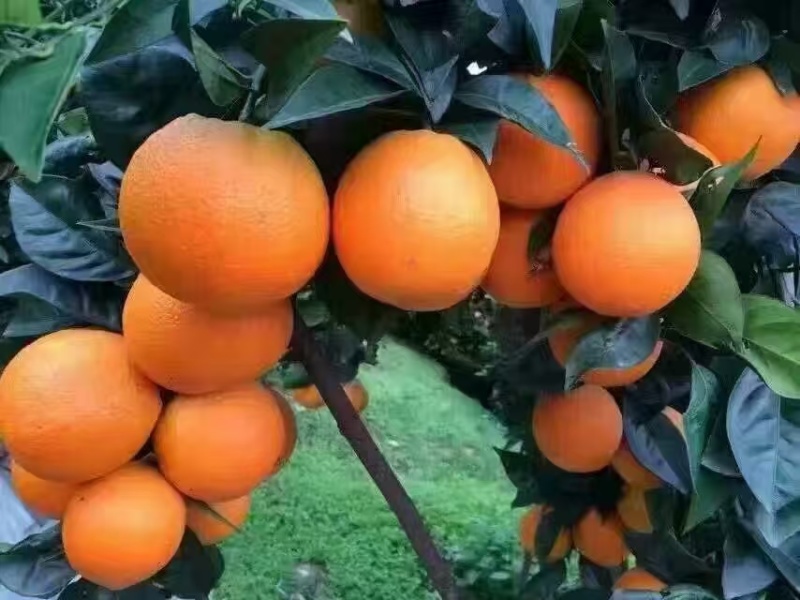 【纽荷尔脐橙】大量上市湘西基地直发质量保证量大优惠