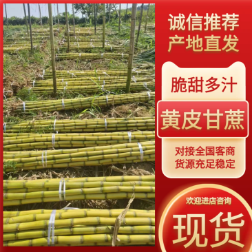 云南甘蔗黄皮甘蔗黄金甘蔗脆甜多汁大量有货保质量