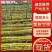 云南甘蔗黄皮甘蔗黄金甘蔗脆甜多汁大量有货保质量