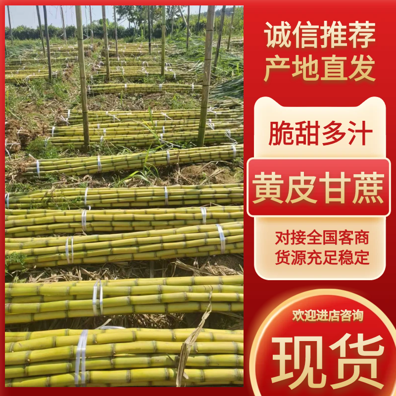 云南甘蔗黄皮甘蔗黄金甘蔗脆甜多汁大量有货保质量
