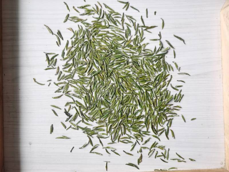 明前翠芽富硒绿茶场地直发保质保量长期供应