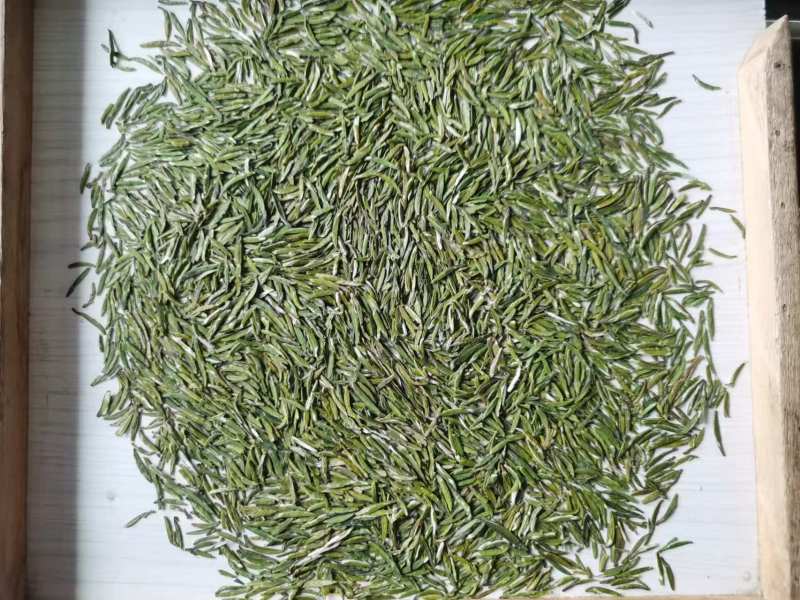 明前翠芽富硒绿茶场地直发保质保量长期供应