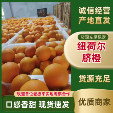 【纽荷尔脐橙】湖南湘西产地直供质量保证货源充足欢迎订购