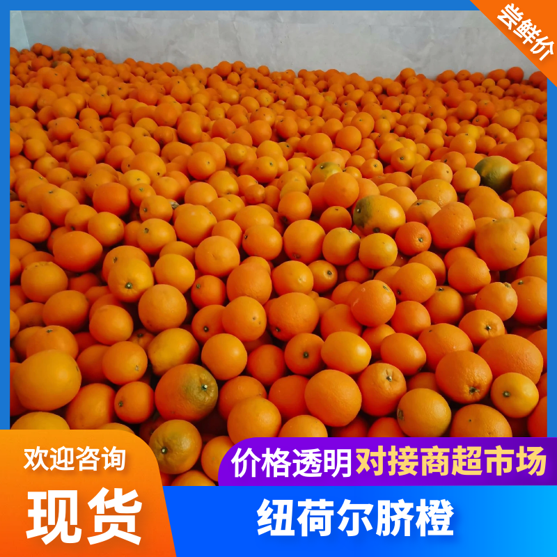 纽何尔脐橙