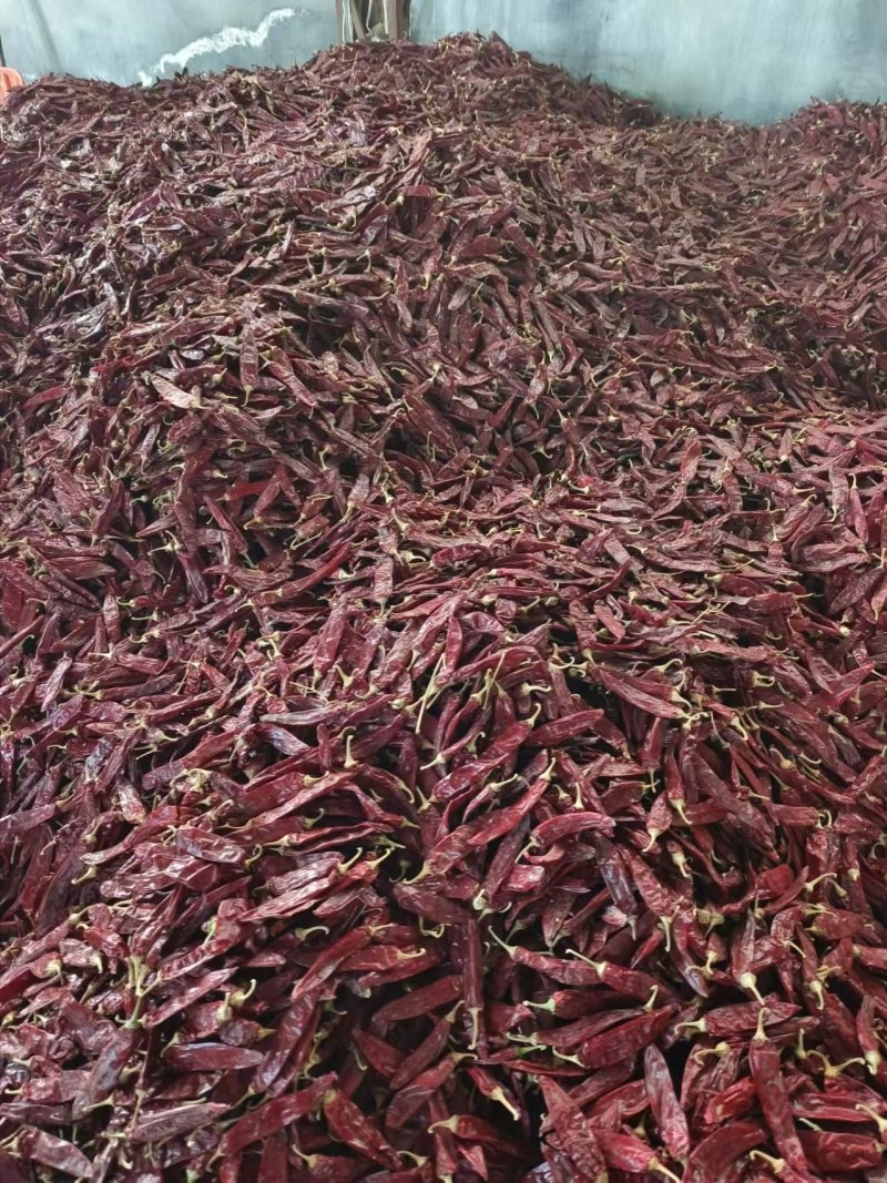 红龙23干辣椒常年加工可全国发货可定制