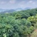 【推荐】精品木薯产地直发一手货源保质保量欢迎致电