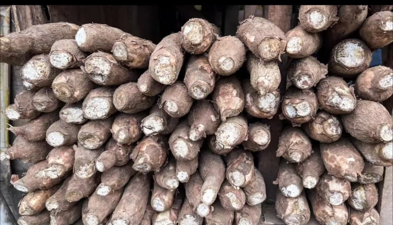 【推荐】精品木薯产地直发一手货源保质保量欢迎致电