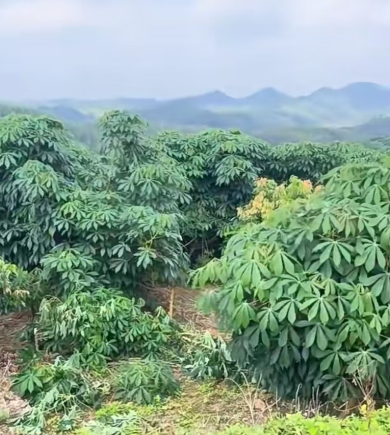 【推荐】精品木薯产地直发一手货源保质保量欢迎致电