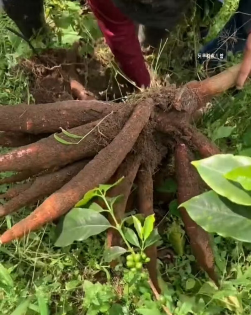 【推荐】精品木薯产地直发一手货源保质保量欢迎致电