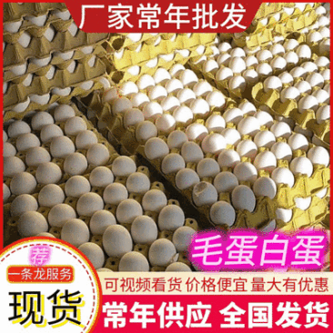 毛蛋白蛋厂家发货对接全国电商大型批发市场欢迎咨询