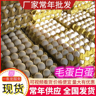 毛蛋白蛋厂家发货对接全国电商大型批发市场欢迎咨询