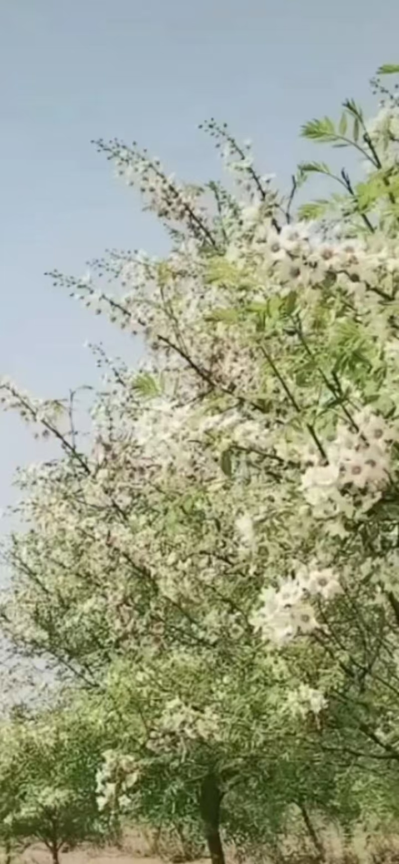 【实力推荐】河北沧州名品康健文冠果油量大从优礼盒装可视频