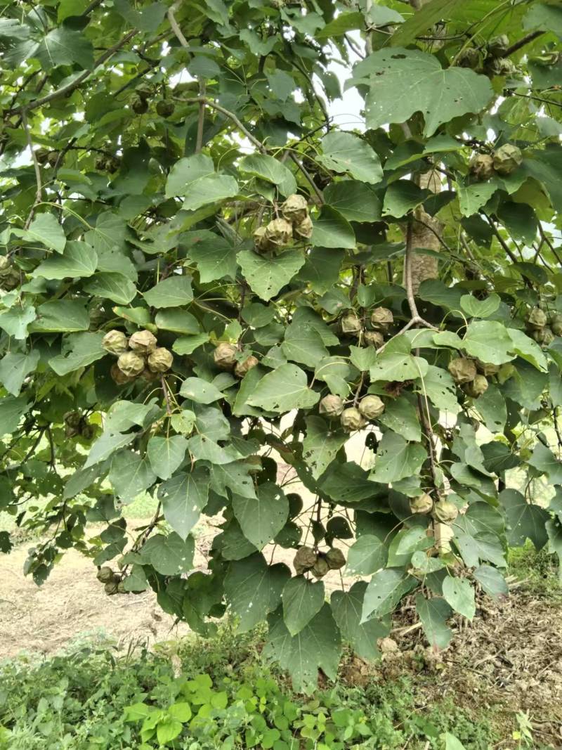 优质油桐苗圃基地供应价格美丽产地直发免费技术指导欢迎致电