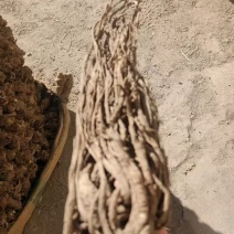 无硫新货大当归品质好产地发货精选特大条量大优惠