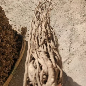 无硫新货大当归品质好产地发货精选特大条量大优惠