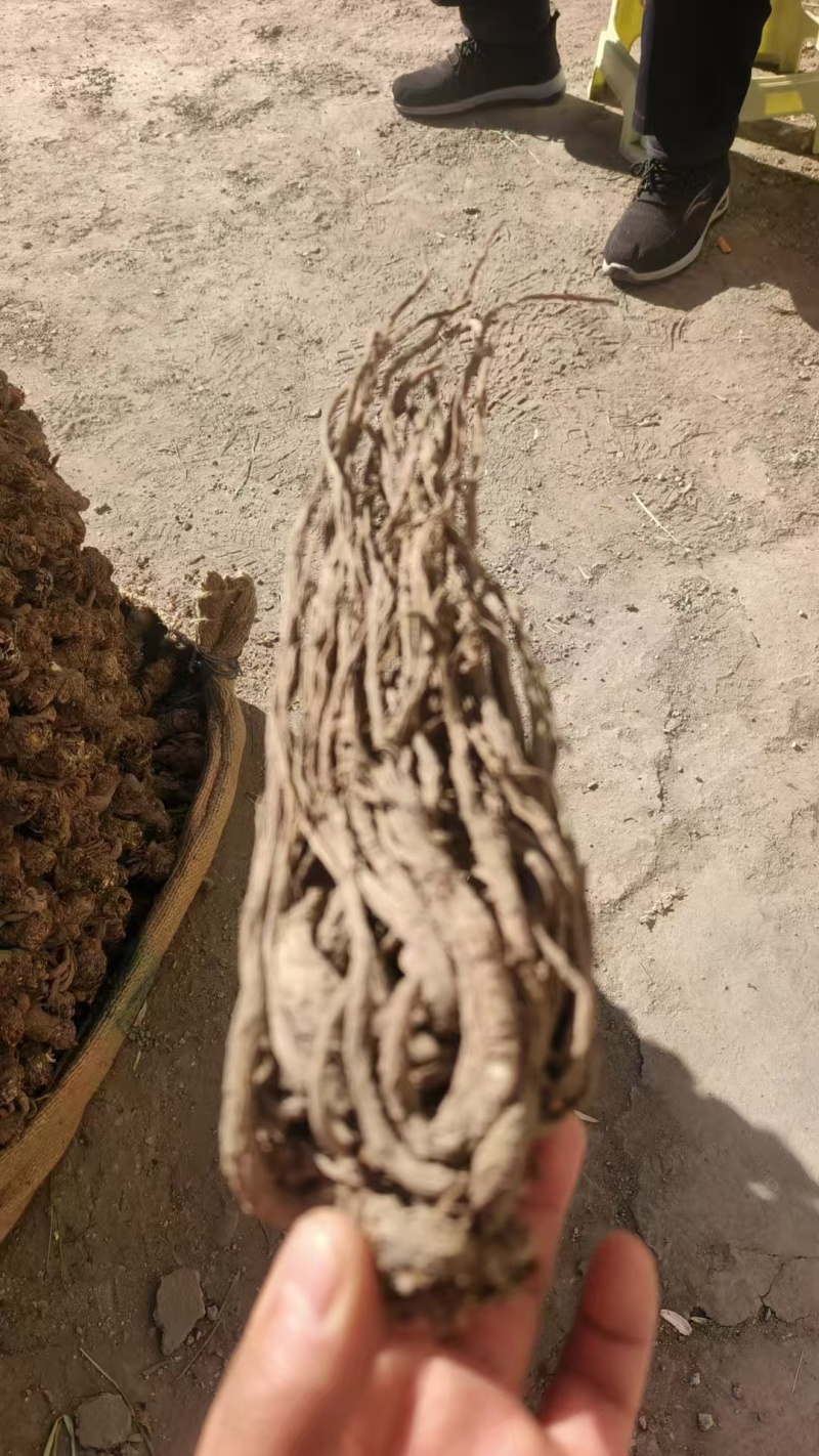 无硫新货大当归品质好产地发货精选特大条量大优惠