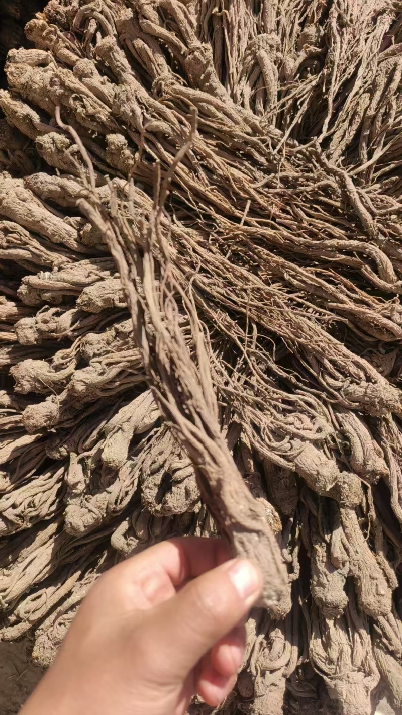 无硫新货大当归品质好产地发货精选特大条量大优惠