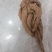 无硫新货大当归品质好产地发货精选特大条量大优惠
