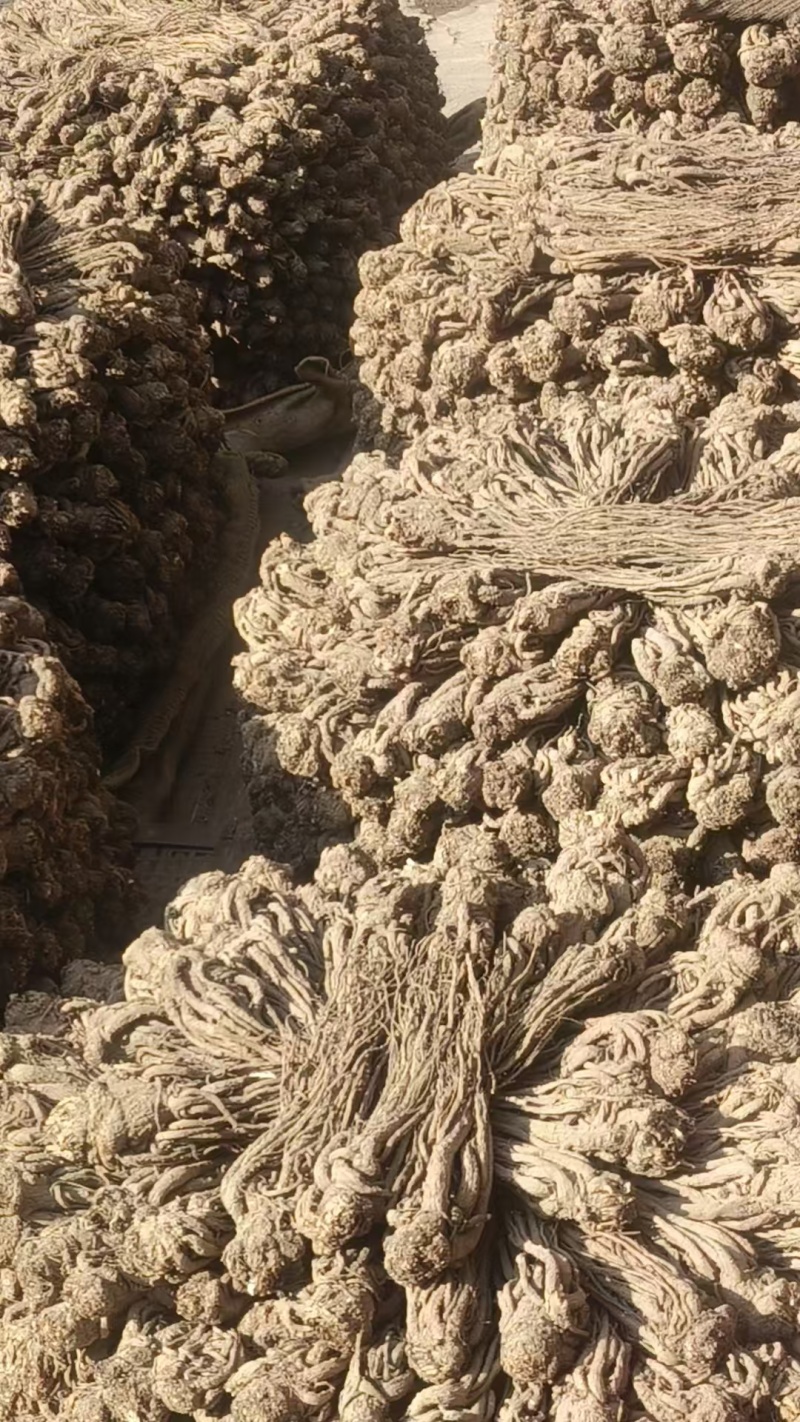 无硫新货大当归品质好产地发货精选特大条量大优惠
