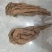 无硫新货大当归品质好产地发货精选特大条量大优惠