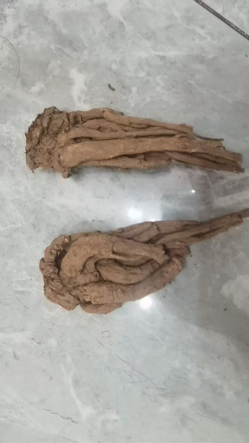 无硫新货大当归品质好产地发货精选特大条量大优惠
