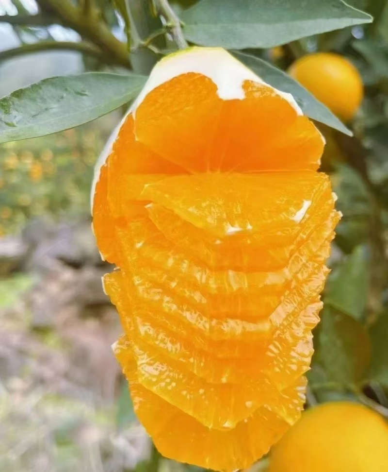 伦晚脐橙大量供货果皮光滑硬度好无干水易储存