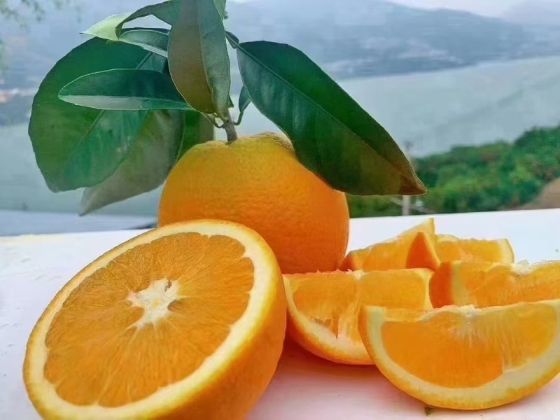 伦晚脐橙大量供货果皮光滑硬度好无干水易储存