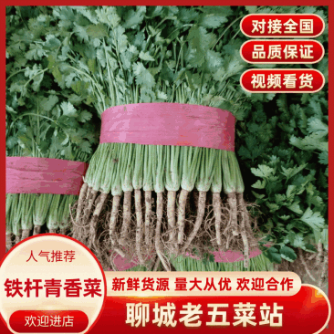 铁杆青香菜，叶片浓绿，风味独特，产地直供，代发全国