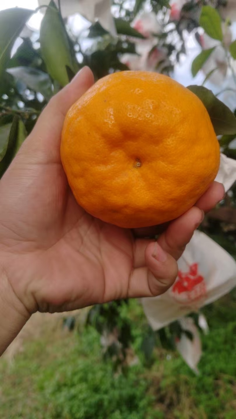 耙耙柑（春见柑桔）大量现货供应，可视频看货发全国