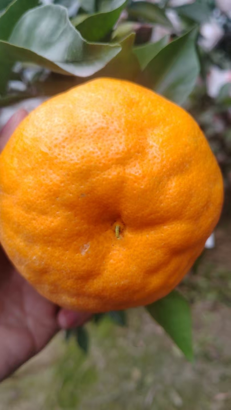 耙耙柑（春见柑桔）大量现货供应，可视频看货发全国