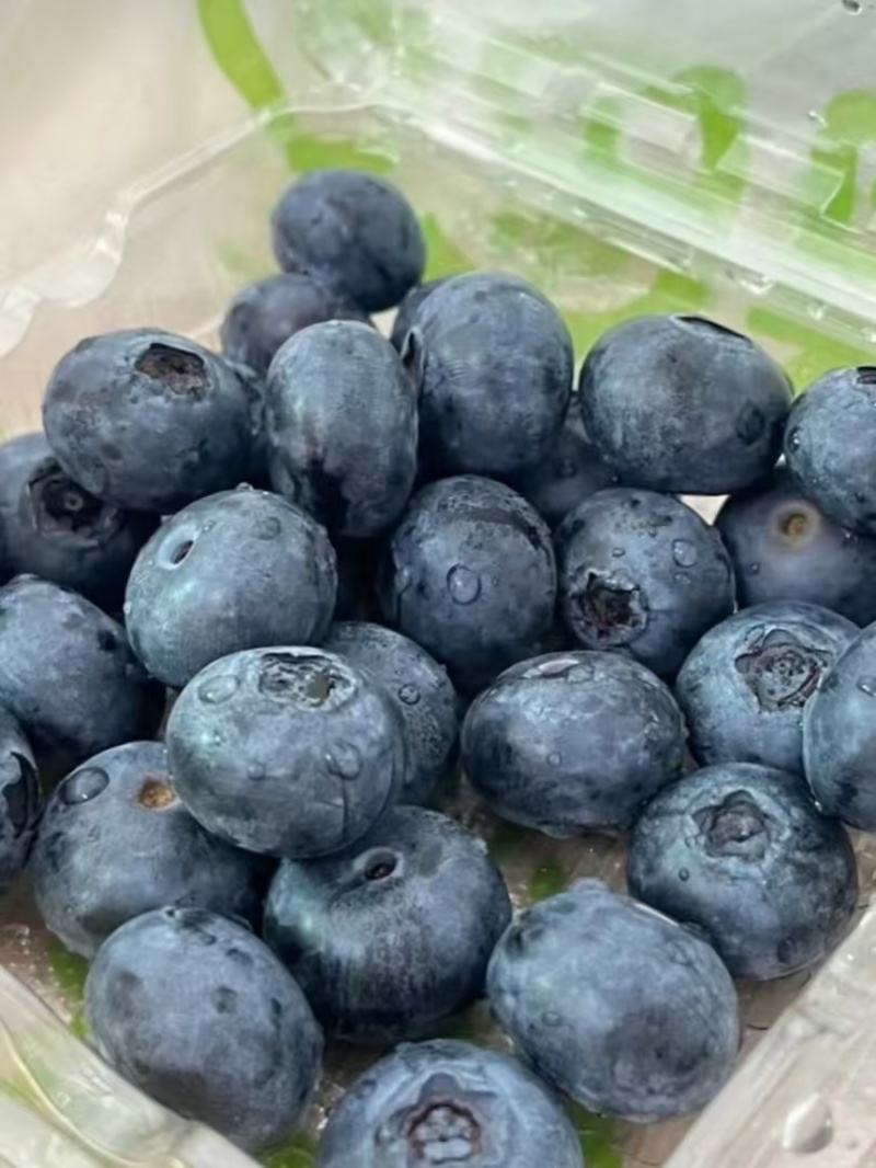 精品蓝莓大量有货产地直发品质保证可视频看货