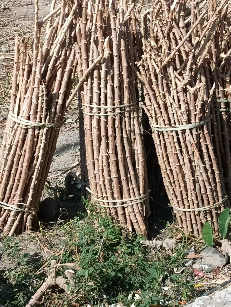 木薯种子【基地直发】价格合适，欢迎沟通交流，共同发展