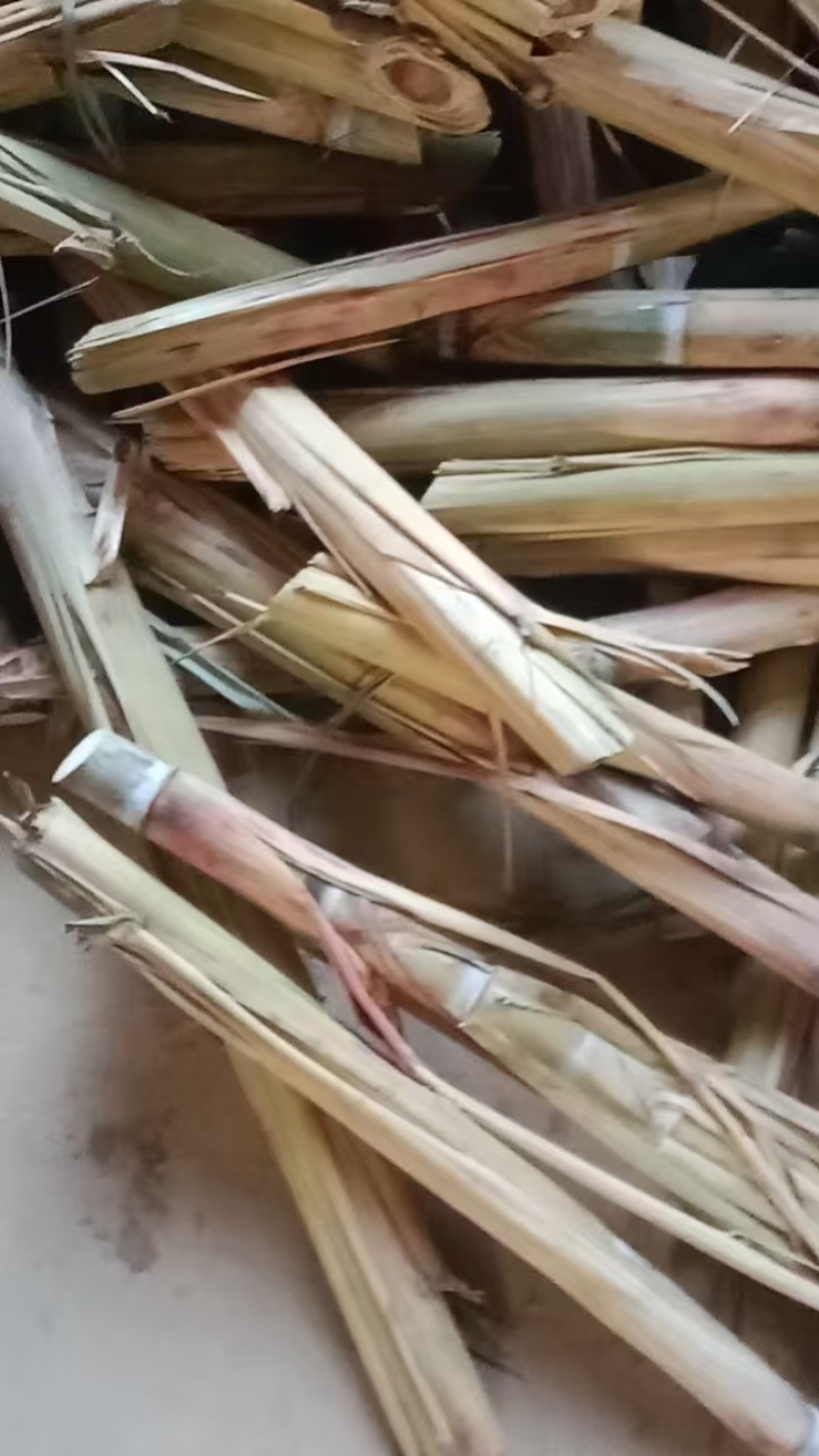黄皮甘蔗种苗批发成活高免费技术指导品质保证欢迎采购