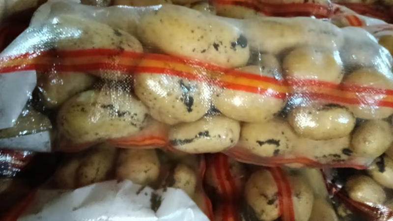 河北土豆V7土豆（大量现货）现挖现发可视频看货对接全国