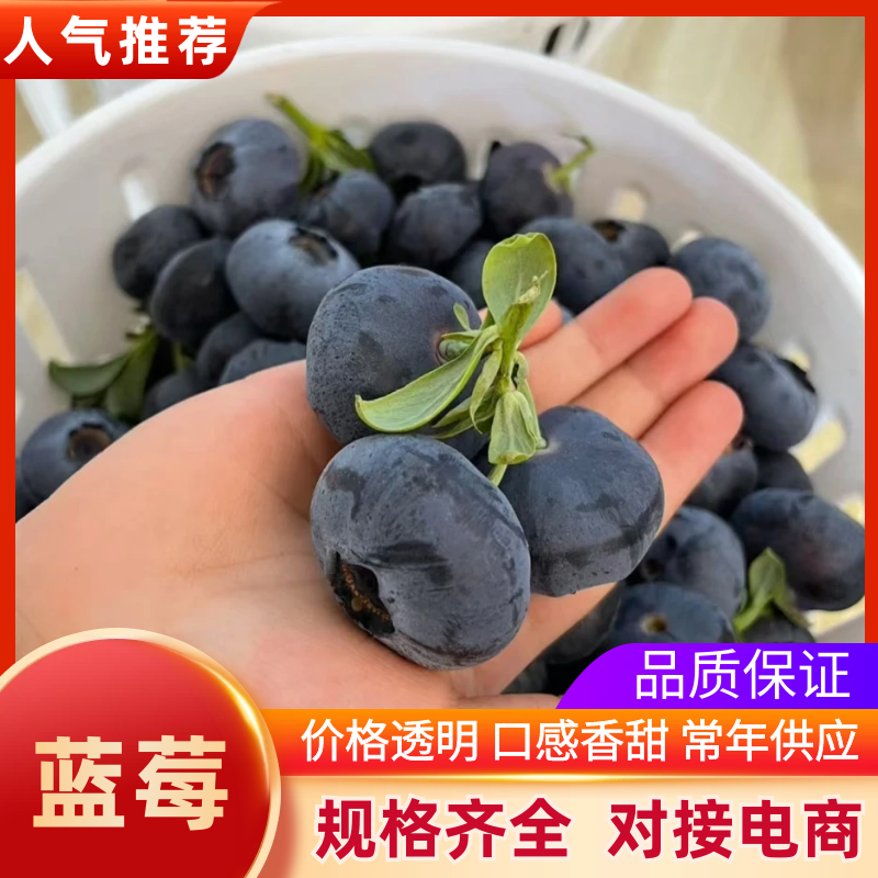 精品蓝莓大量有货产地直发品质保证可视频看货