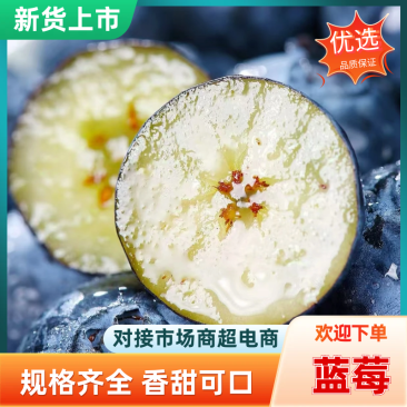 精品蓝莓产地山东日照直销大量有货可视频看货