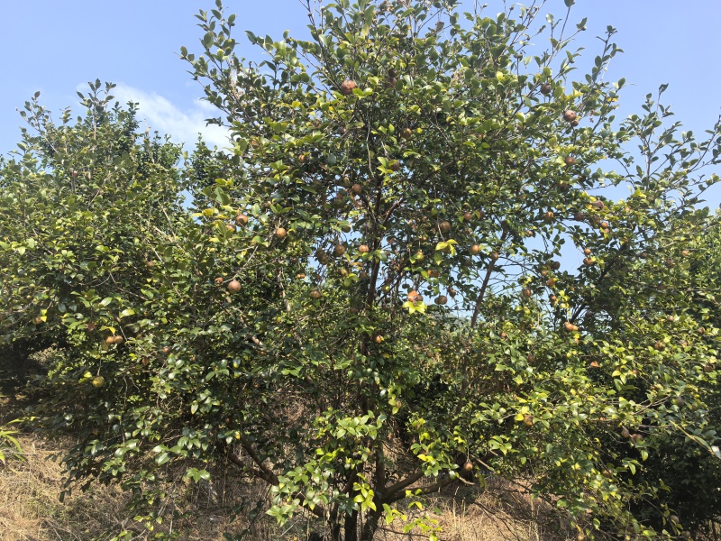 山茶油自有山茶籽茶山，农家传统工艺压榨烘焙保质保量