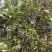 山茶油自有山茶籽茶山，农家传统工艺压榨烘焙保质保量