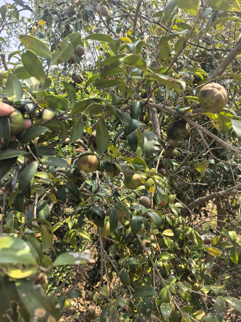 山茶油自有山茶籽茶山，农家传统工艺压榨烘焙保质保量